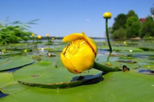 Nuphar Lutea water plant