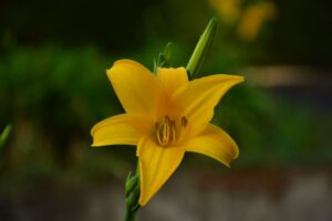 daylily plant care