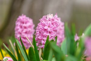 Hyacinths flowers